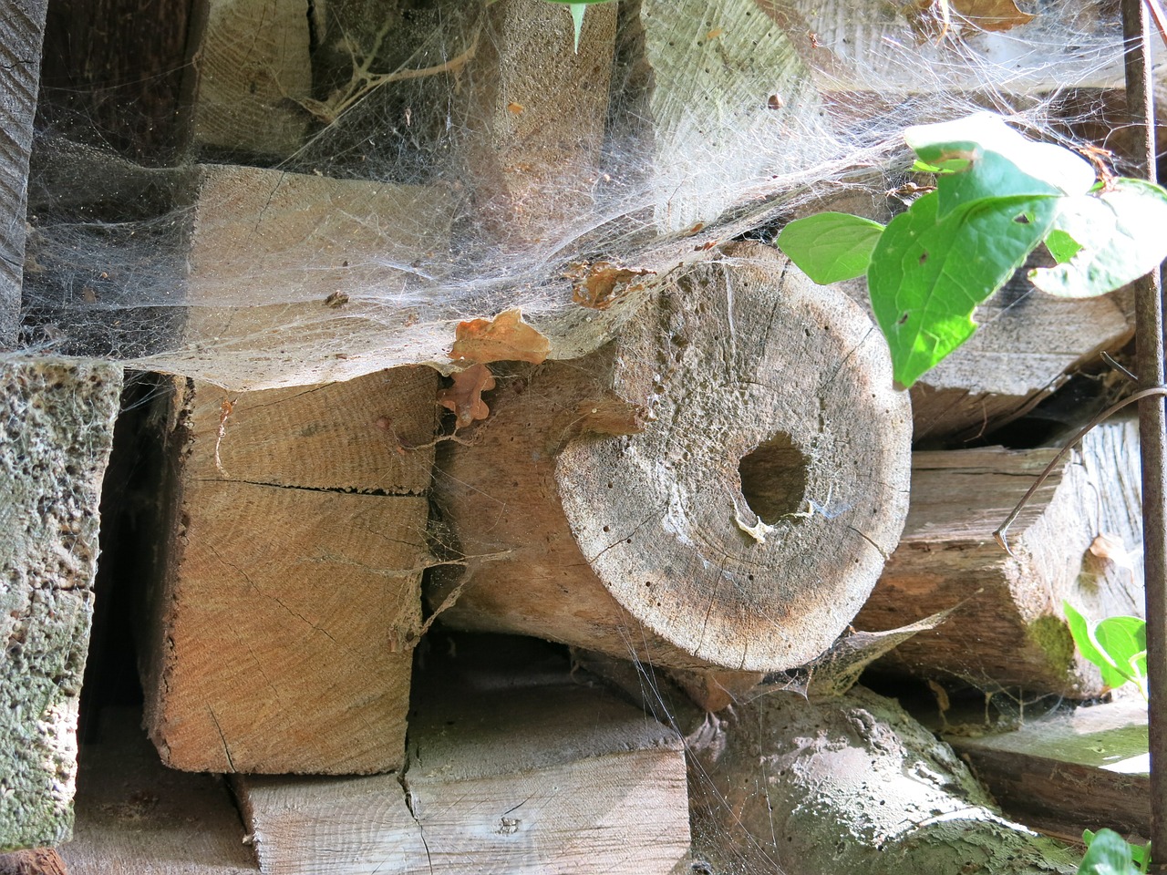wood spider webs leaves free photo