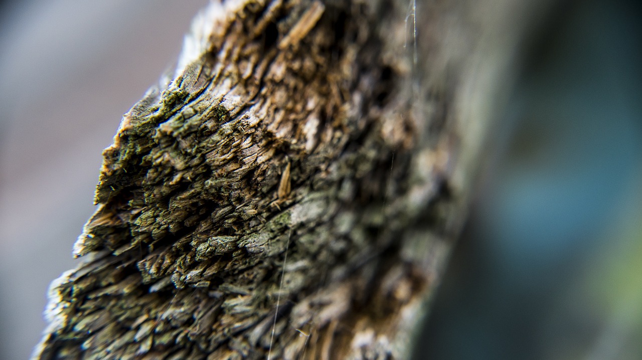 wood closeup outdoor free photo