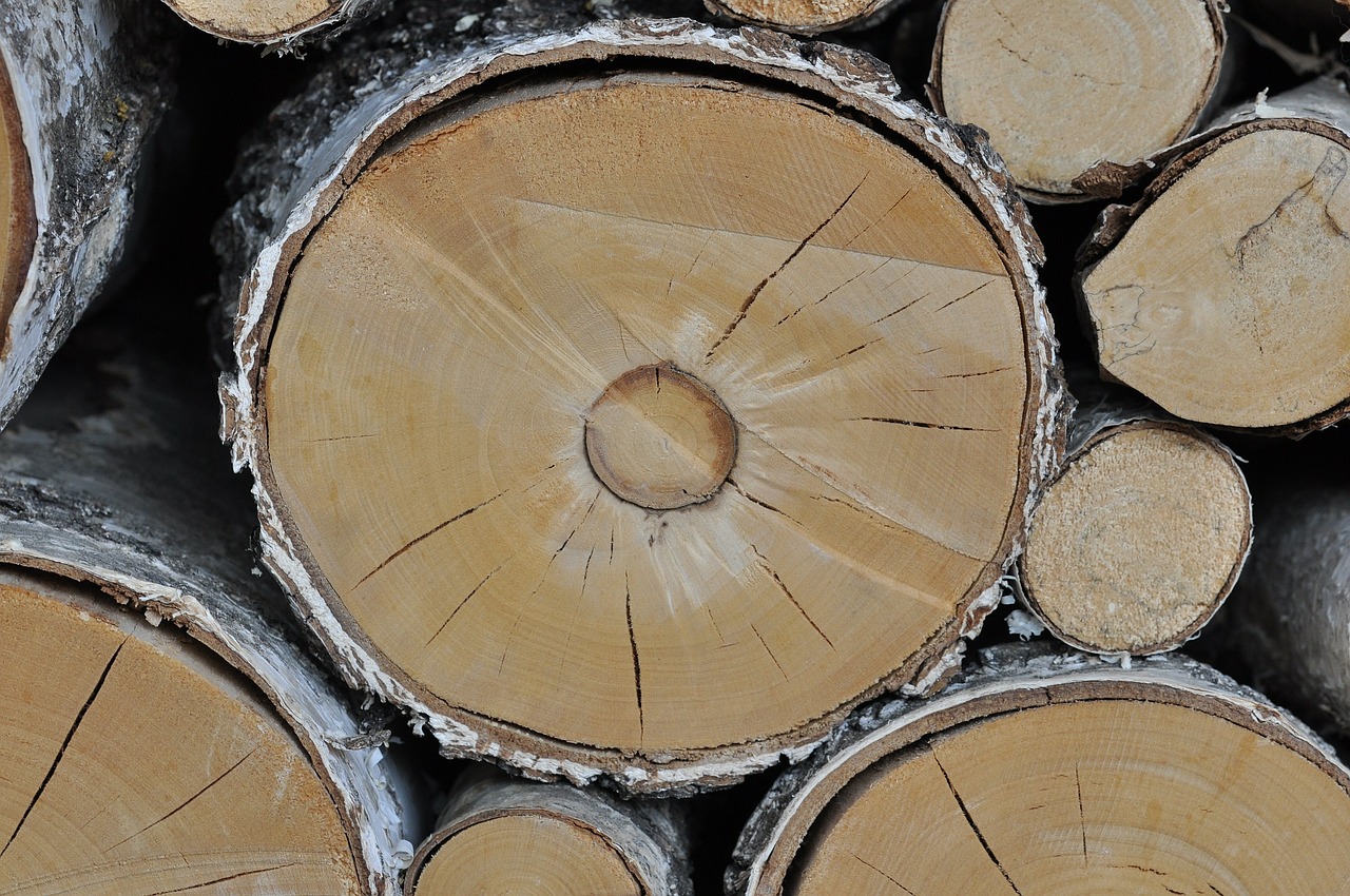 wood tree trunks birch free photo
