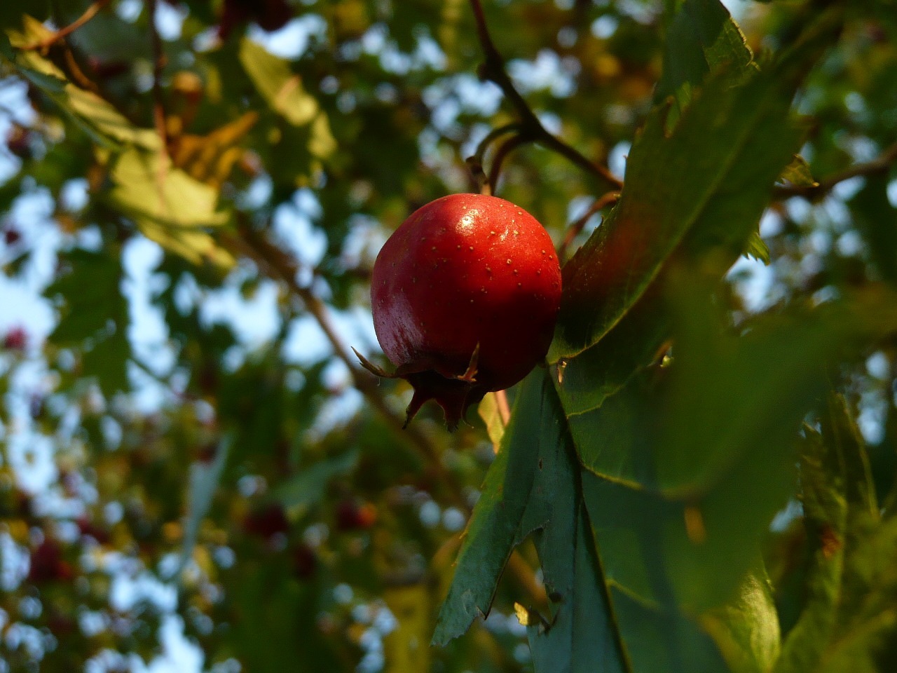 wood fruit plants free photo