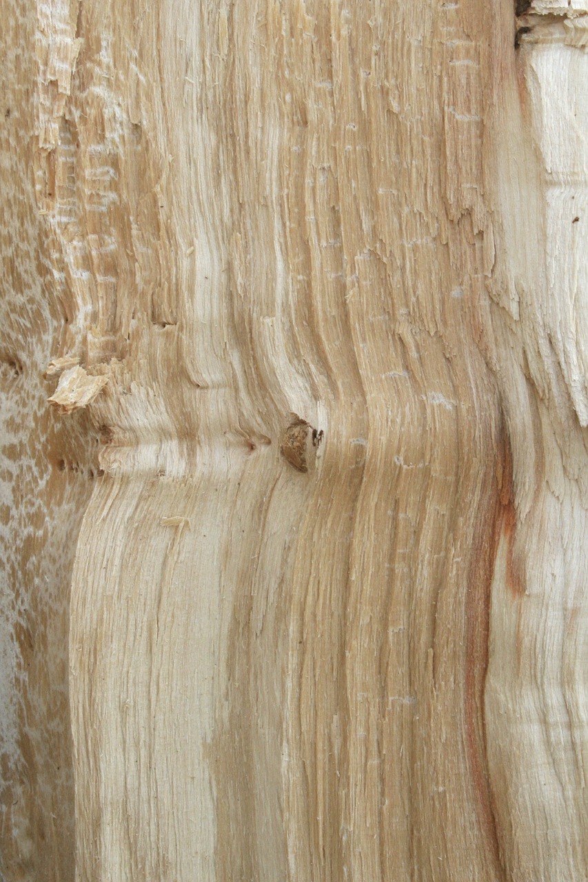 wood texture tree free photo