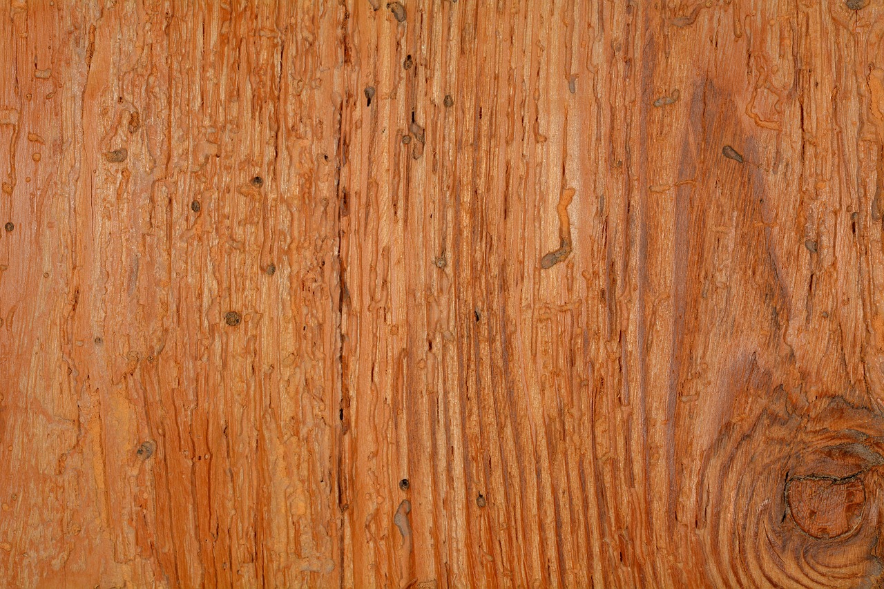 wood structure background free photo