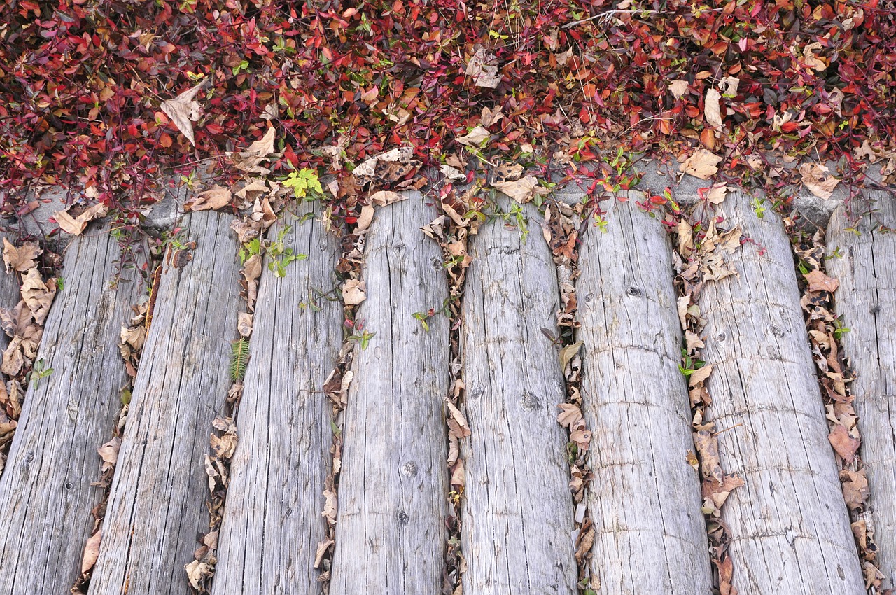 wood bridge autumn free photo