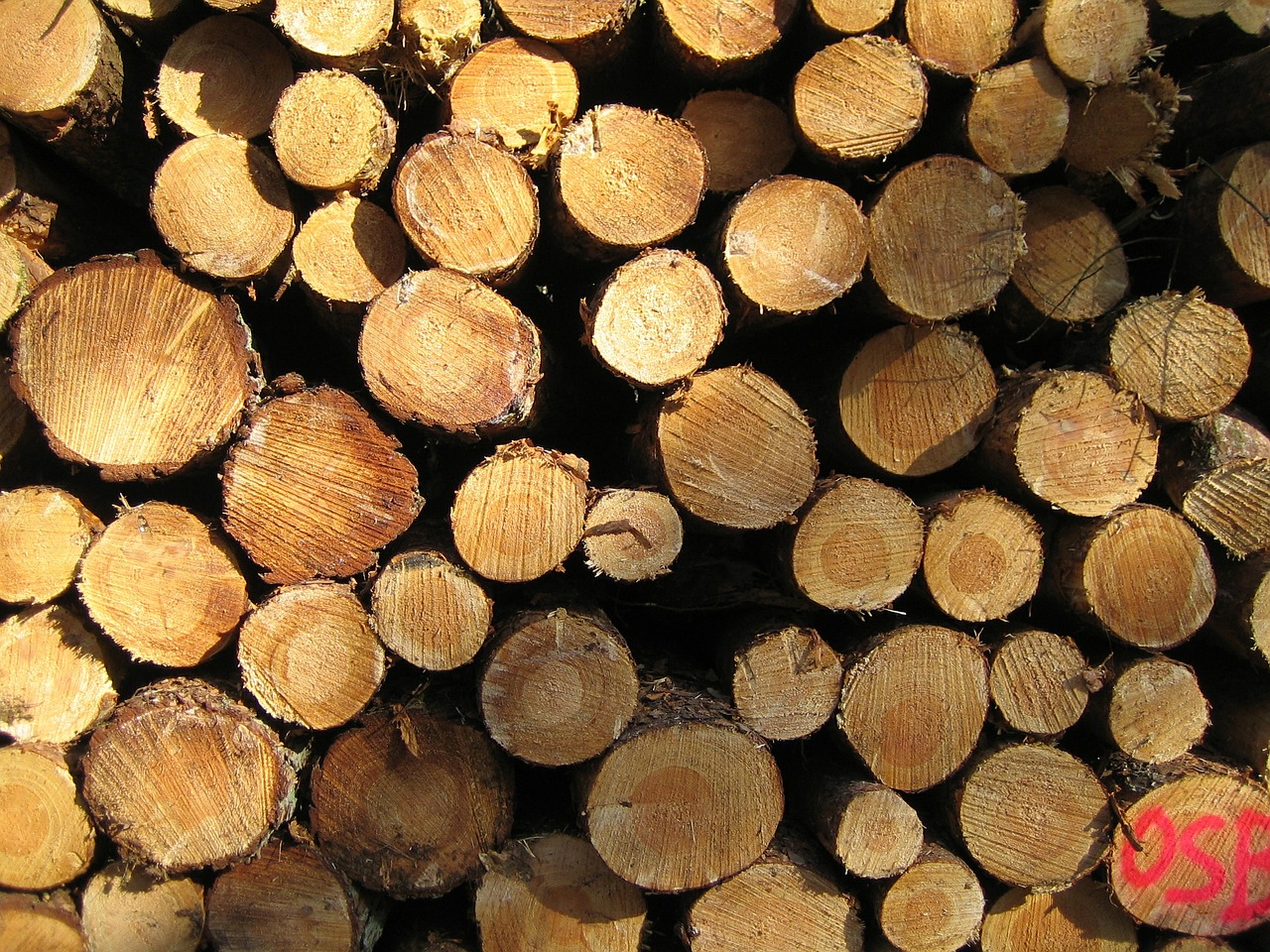 wood nature durable free photo