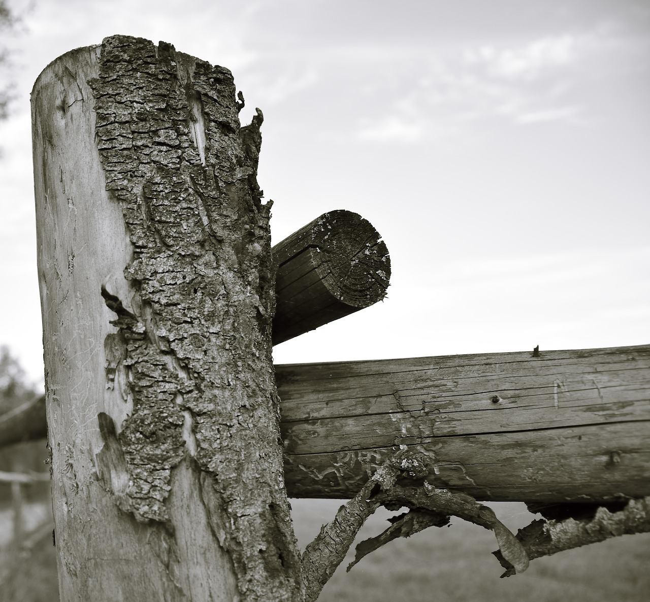 wood fence bark free photo