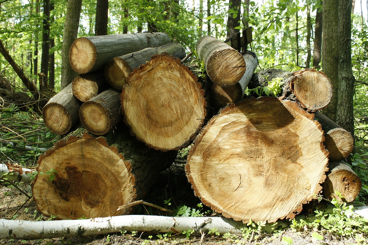 wood trunk tree free photo