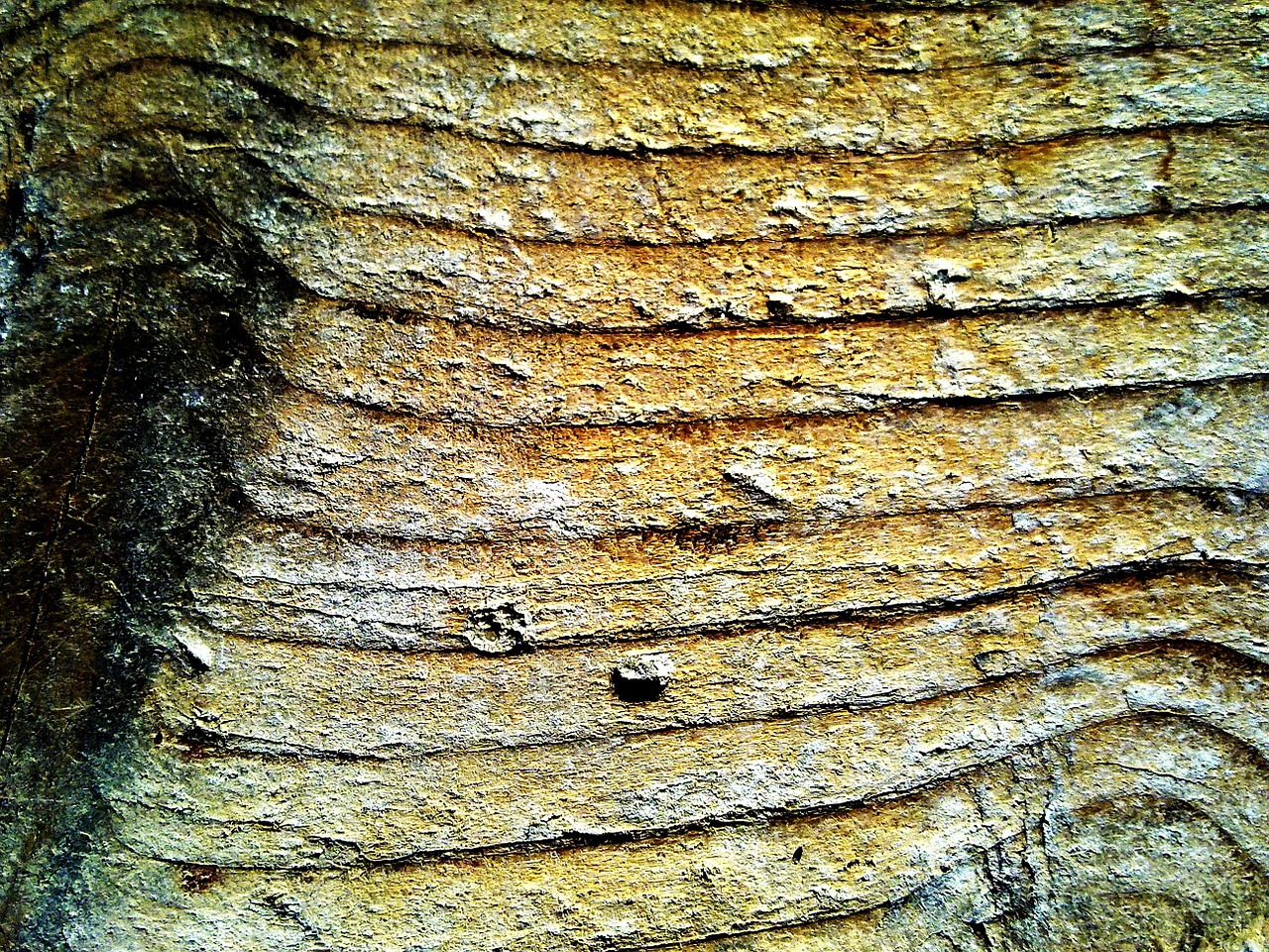 wood grain structure free photo