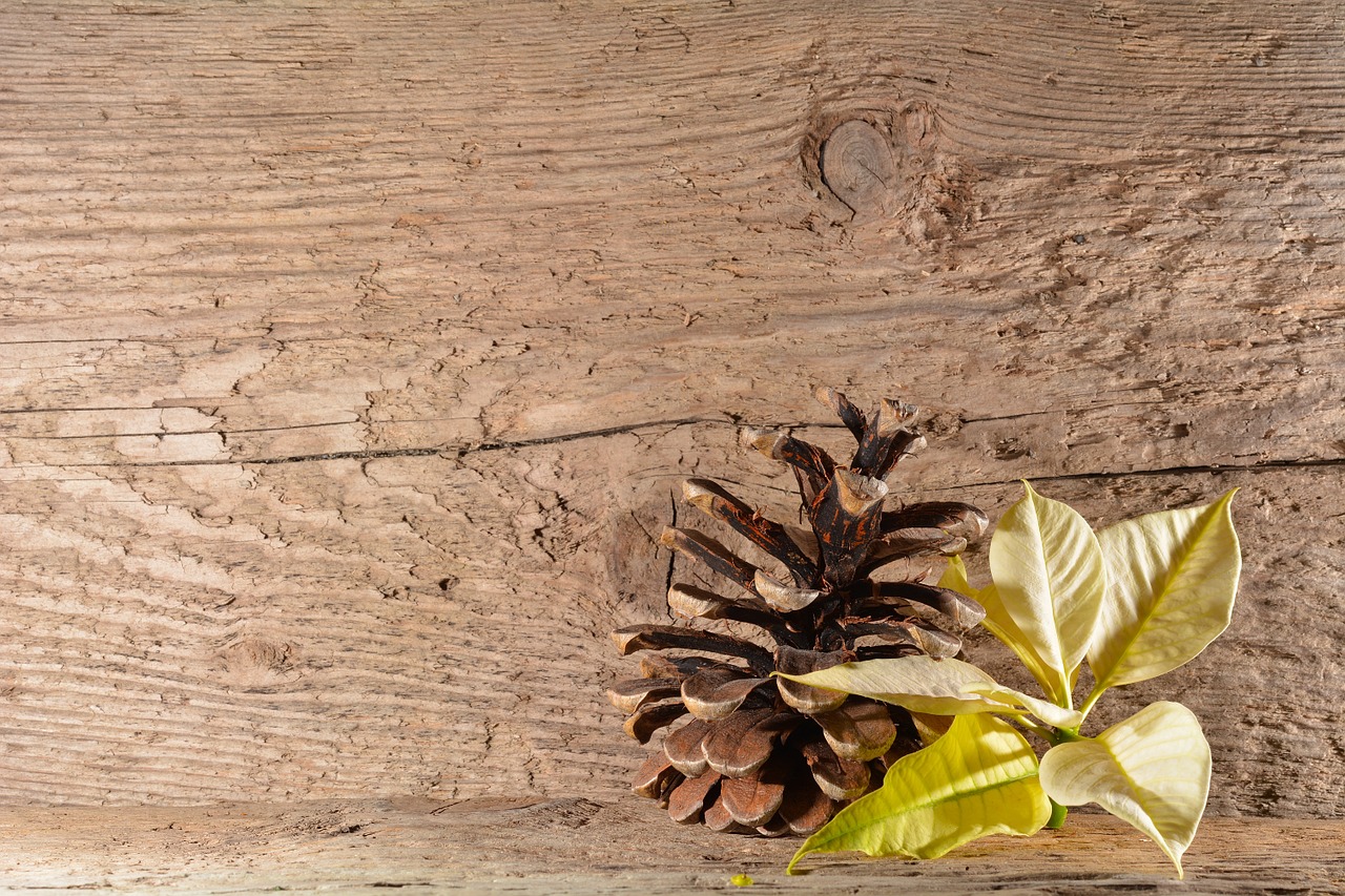 wood background poinsettia free photo