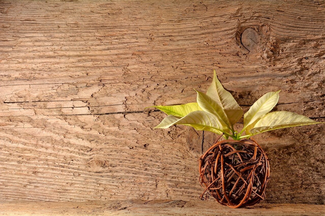 wood wicker poinsettia free photo