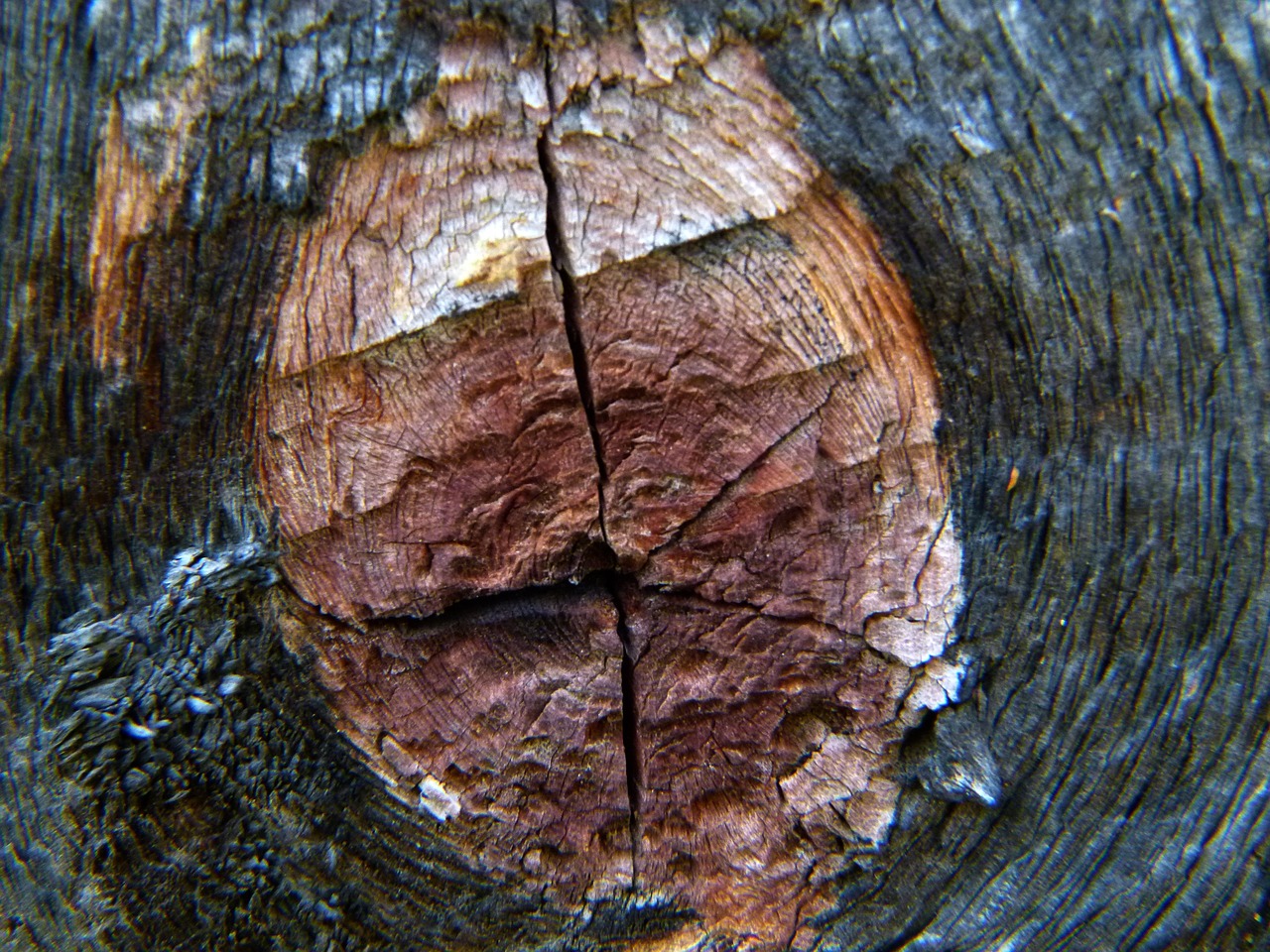 wood tree knothole free photo