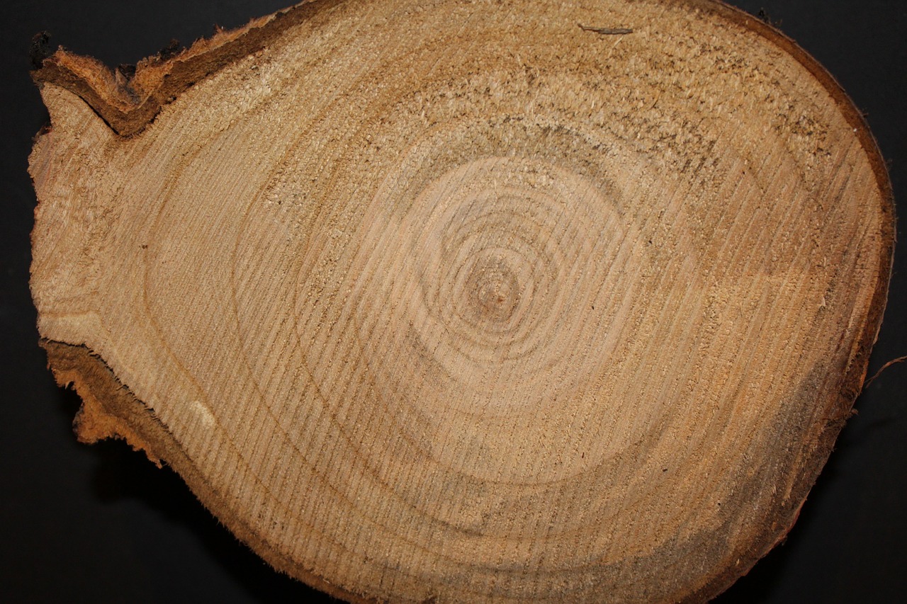 wood tree like free photo