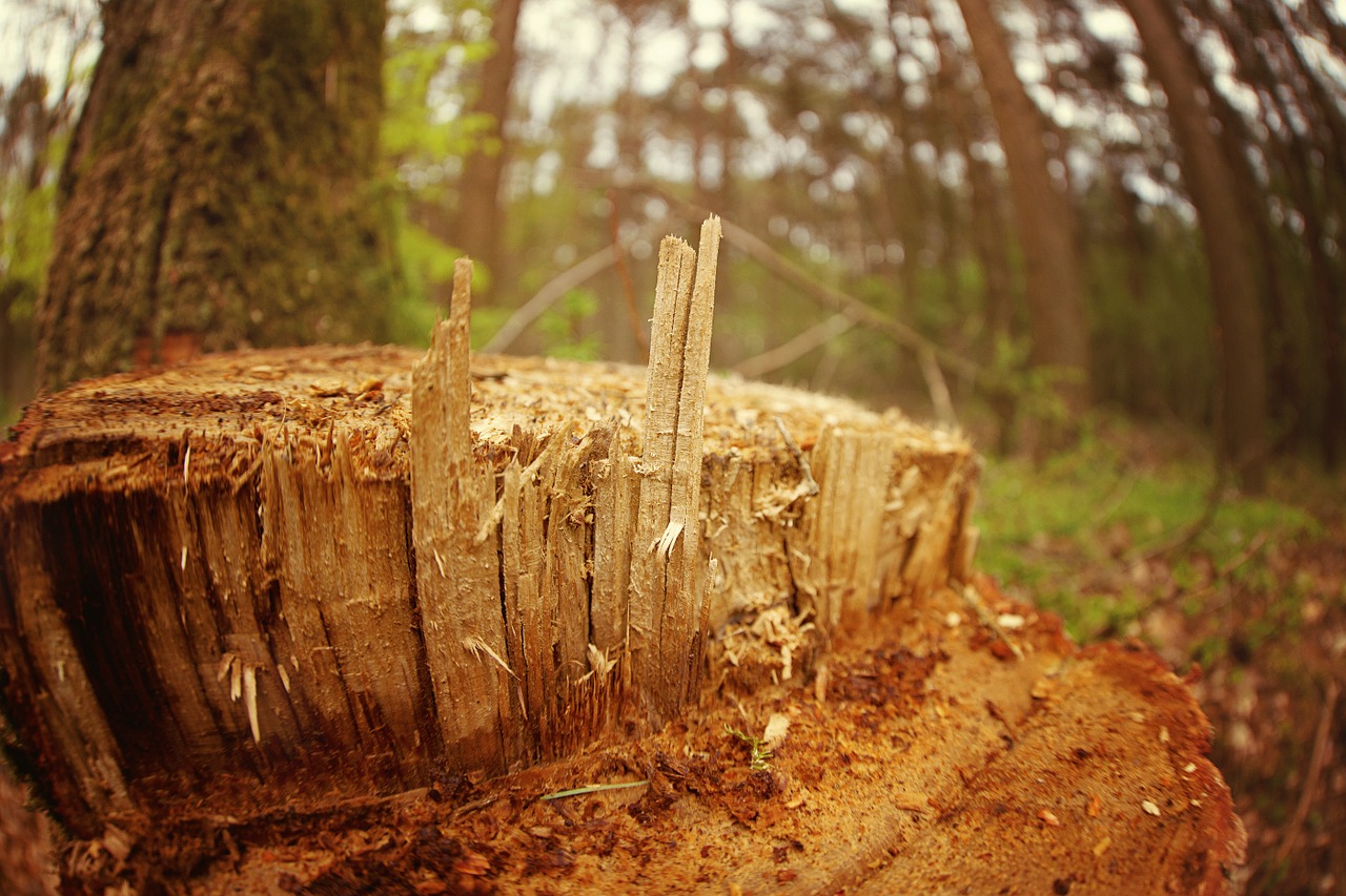 wood log tree free photo