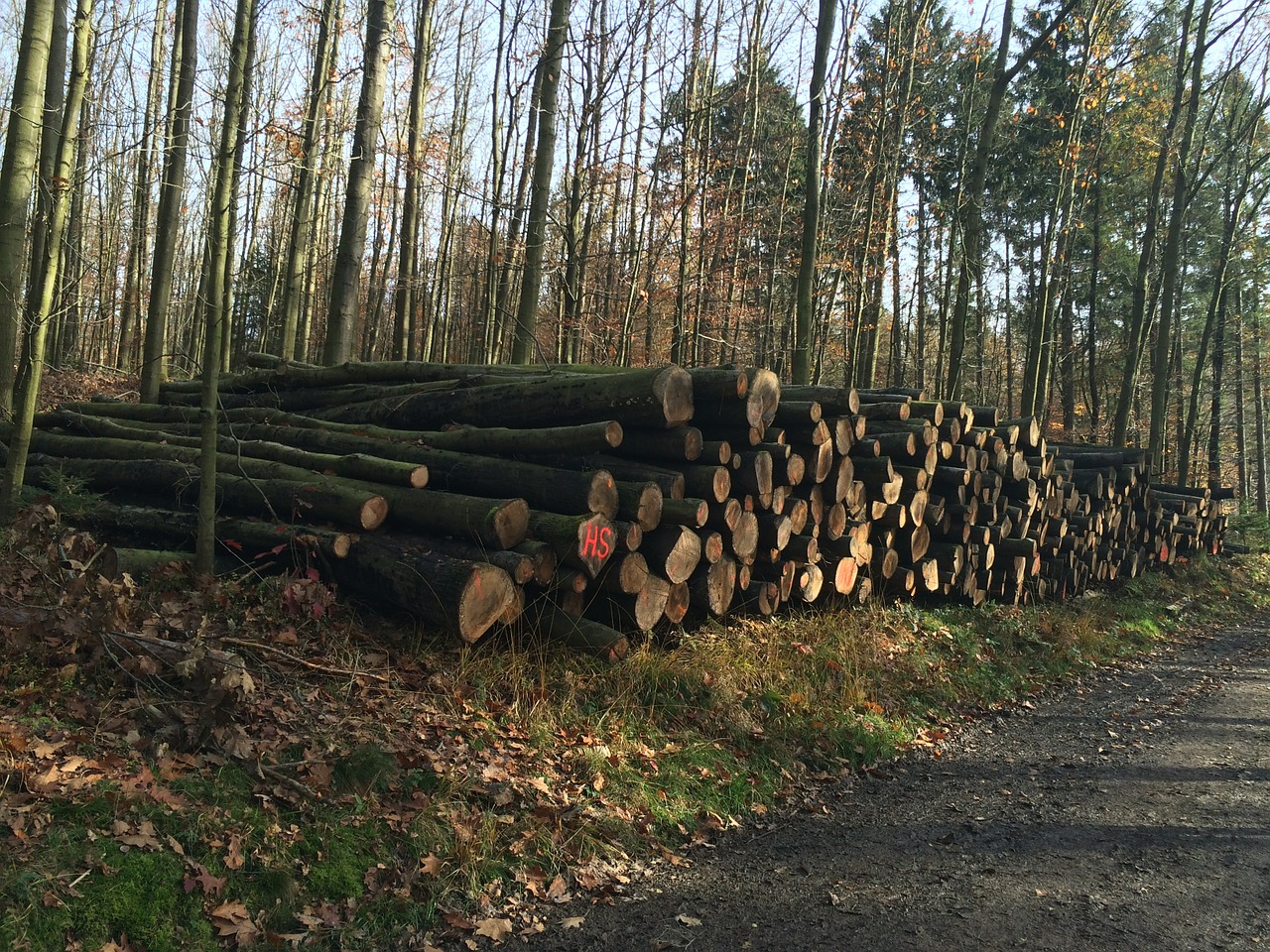 wood forest forest path free photo