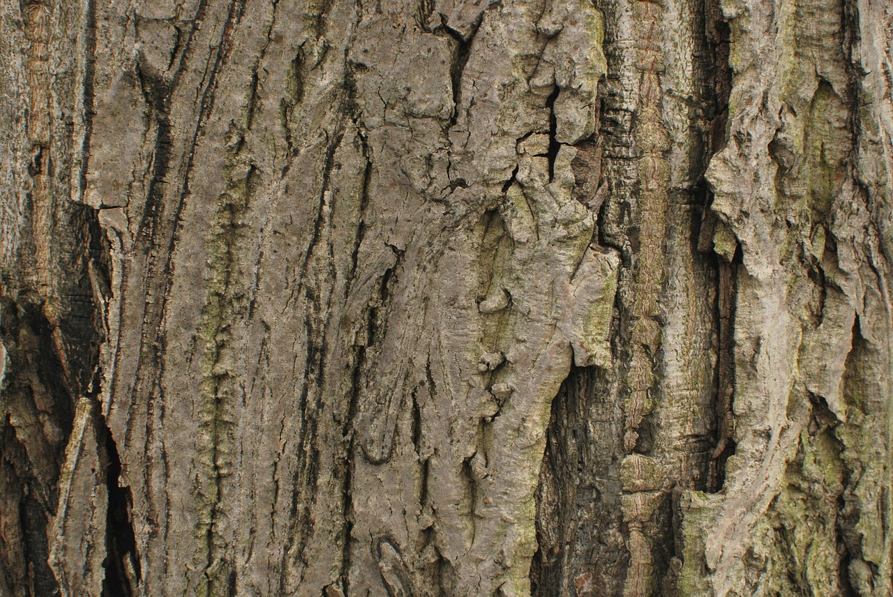 wood strain bark free photo