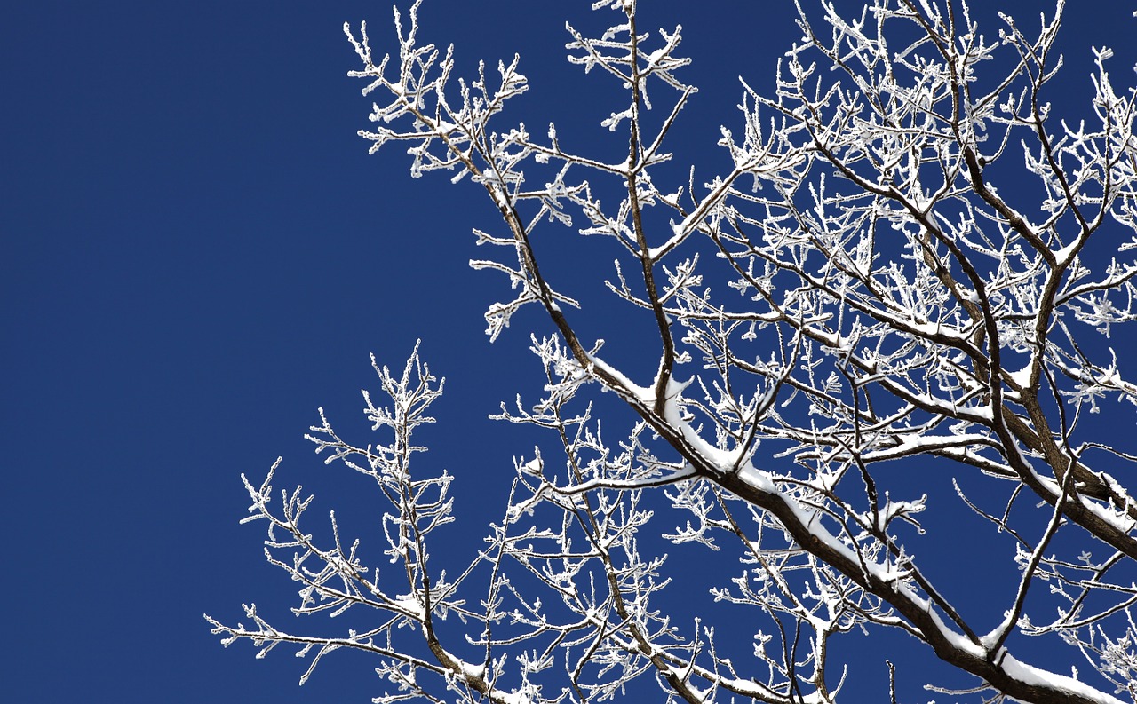 wood winter snow free photo