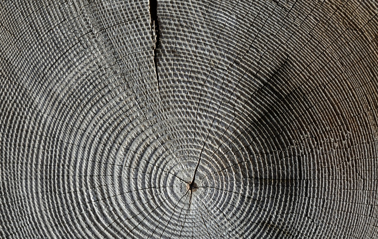 wood annual rings grain free photo