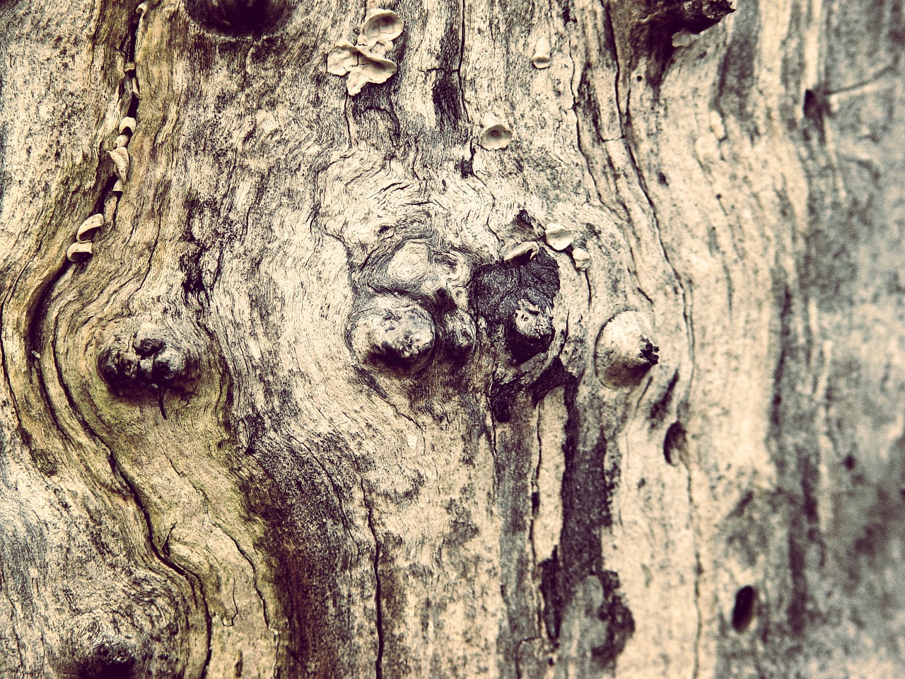 wood tree knots free photo