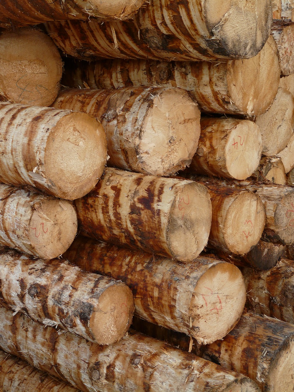 wood tree trunks timber free photo