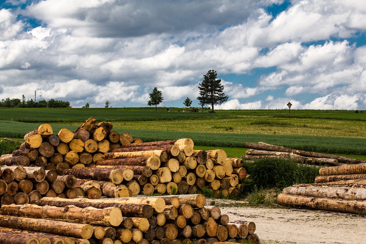 wood timberyard tree trunks free photo