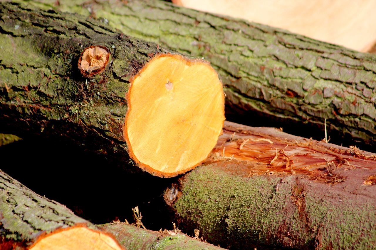 wood bark like free photo