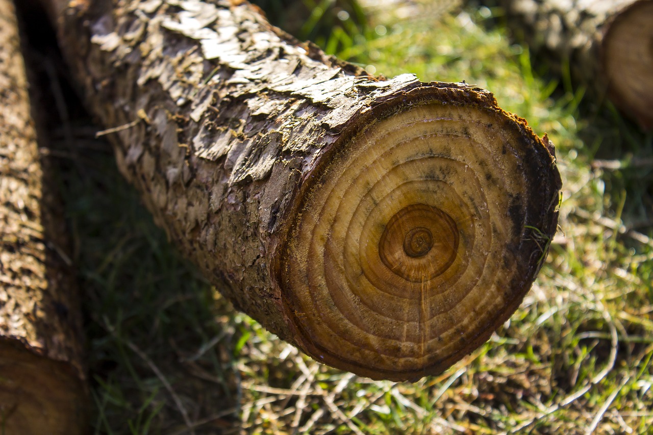 wood wooden tree free photo