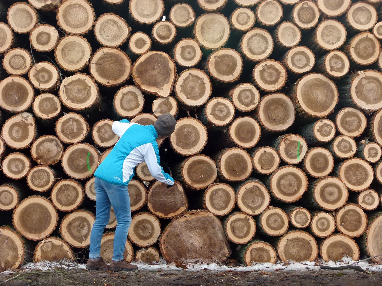wood logging lumber free photo