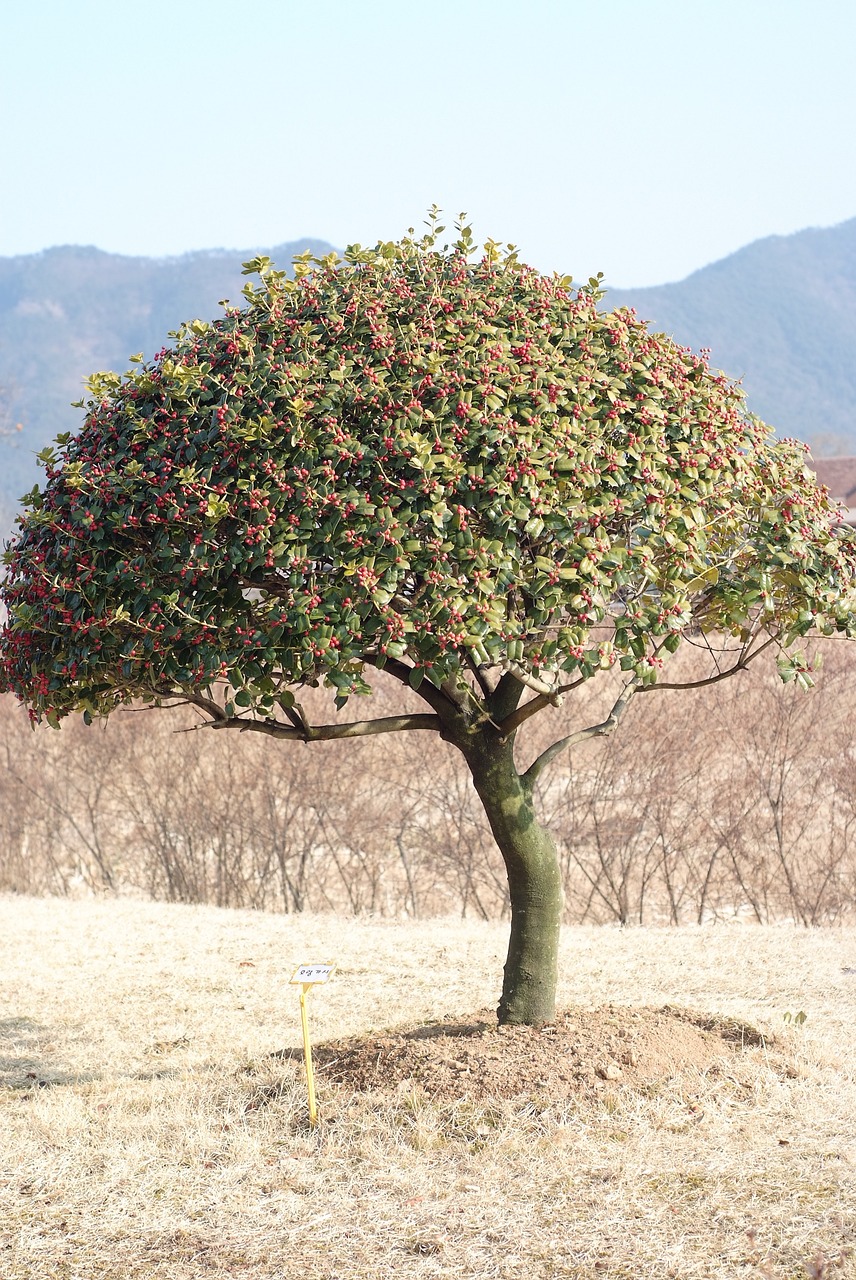 wood suncheon bay tree free photo