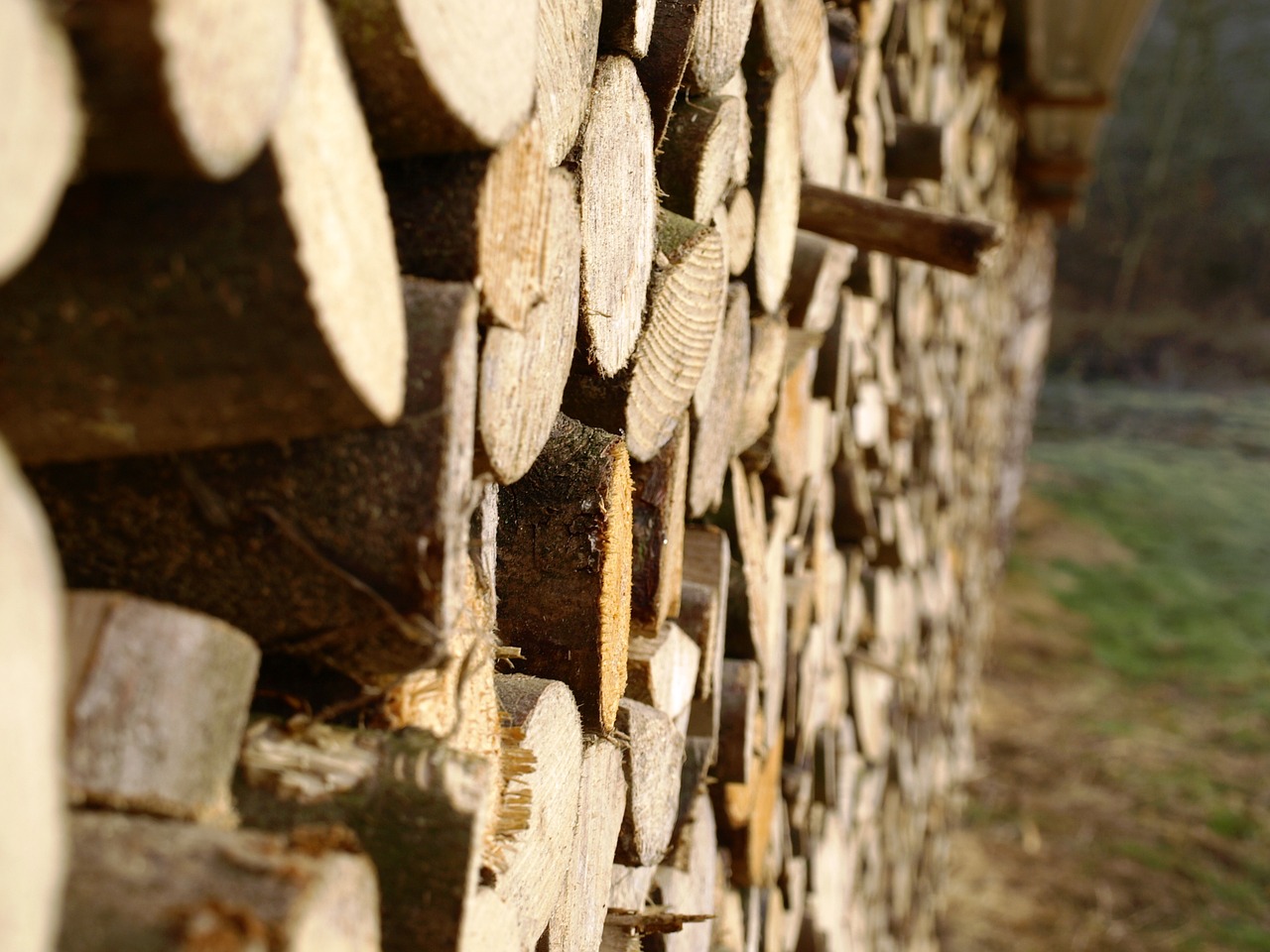 wood firewood growing stock free photo