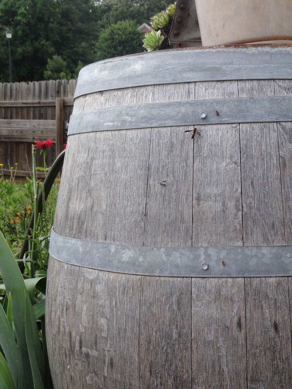 wood wooden barrel garden free photo