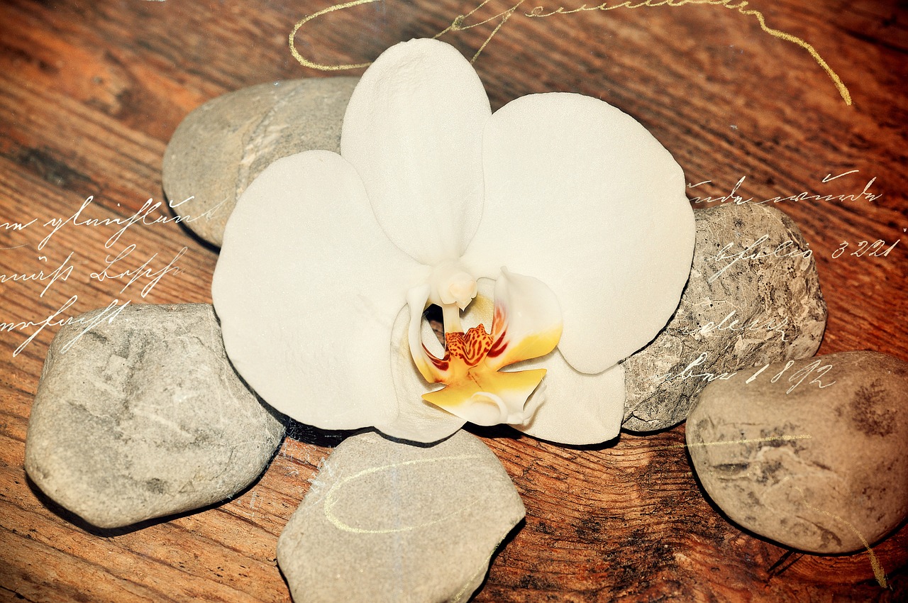 wood stones orchid free photo