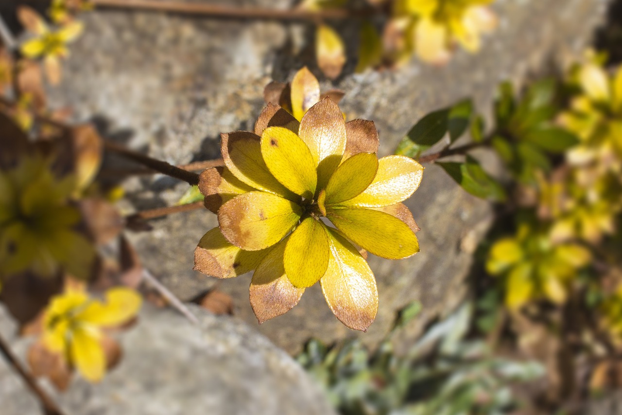 wood flowers spring free photo