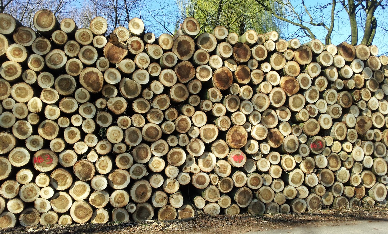 wood stack trunks free photo