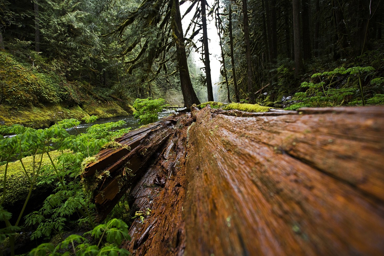 wood fallen tree free photo