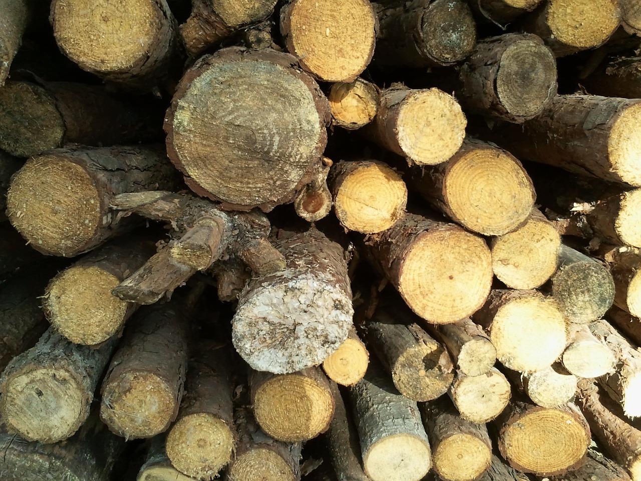 wood logs nature free photo