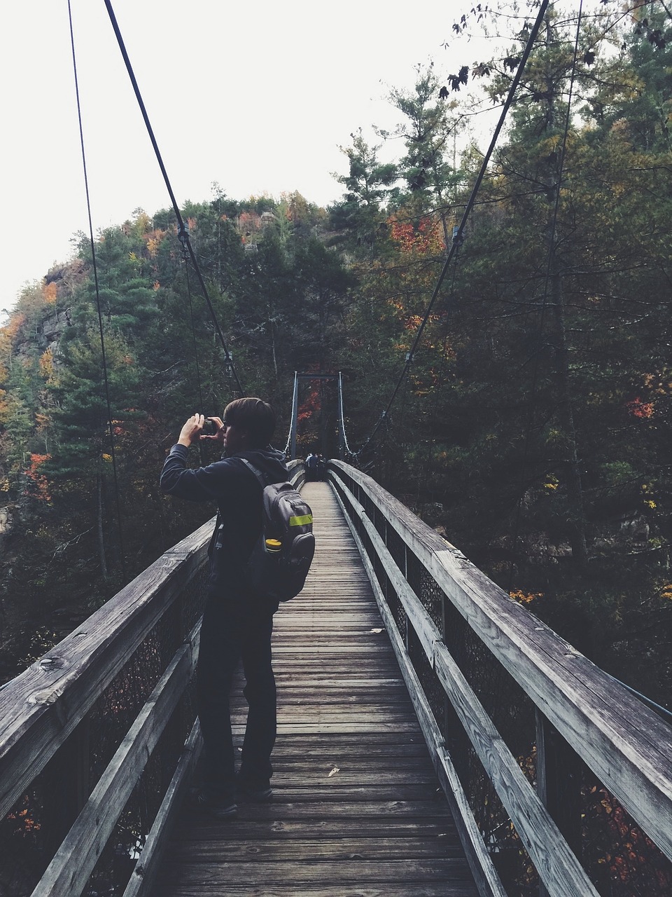 wood bridge nature free photo