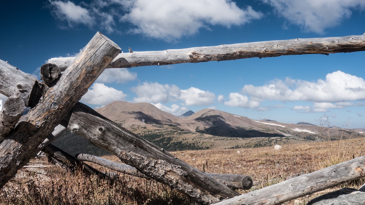 wood logs fields free photo