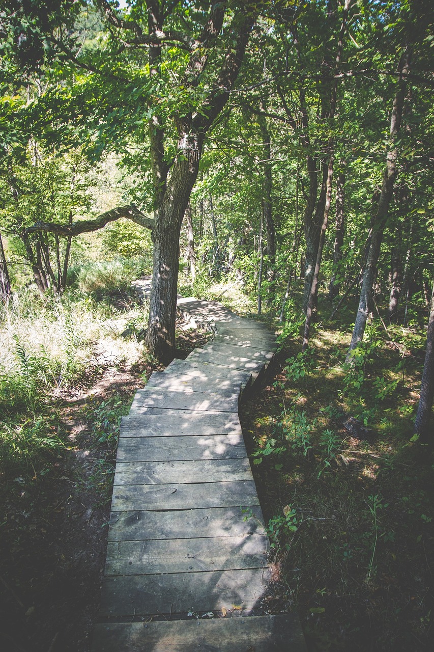 wood path trail free photo