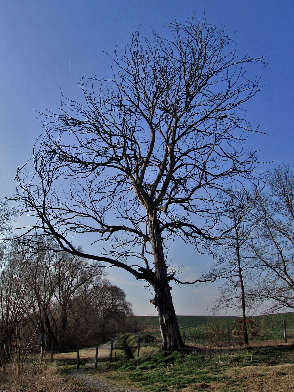 wood lonely still life free photo