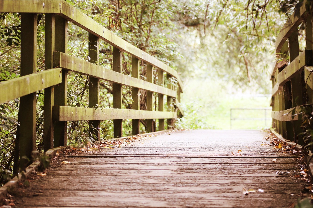 wood bridge trees free photo