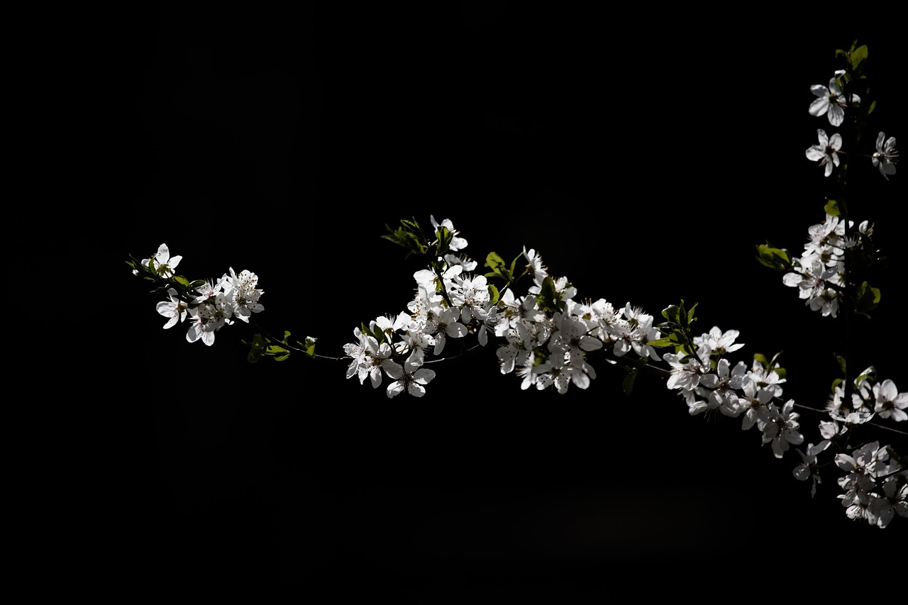 wood flower white free photo