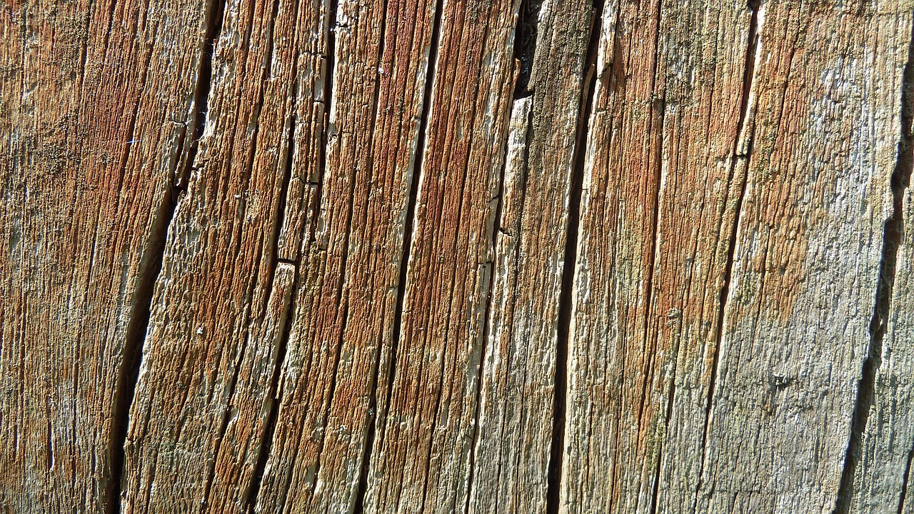 wood nature texture free photo