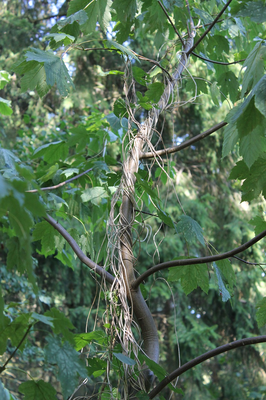 wood trees nature free photo