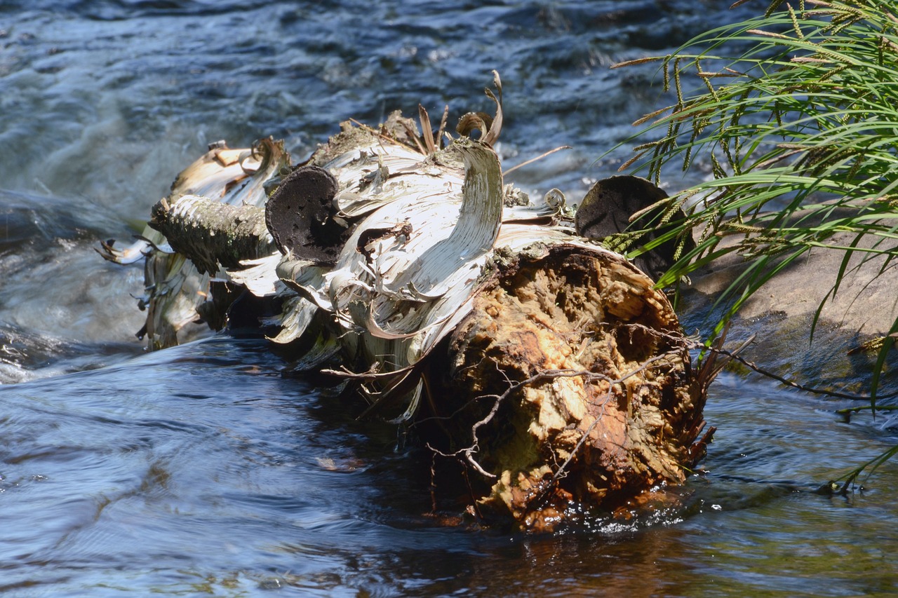 wood water nature free photo