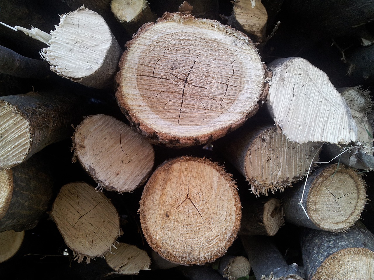 wood stump tree free photo