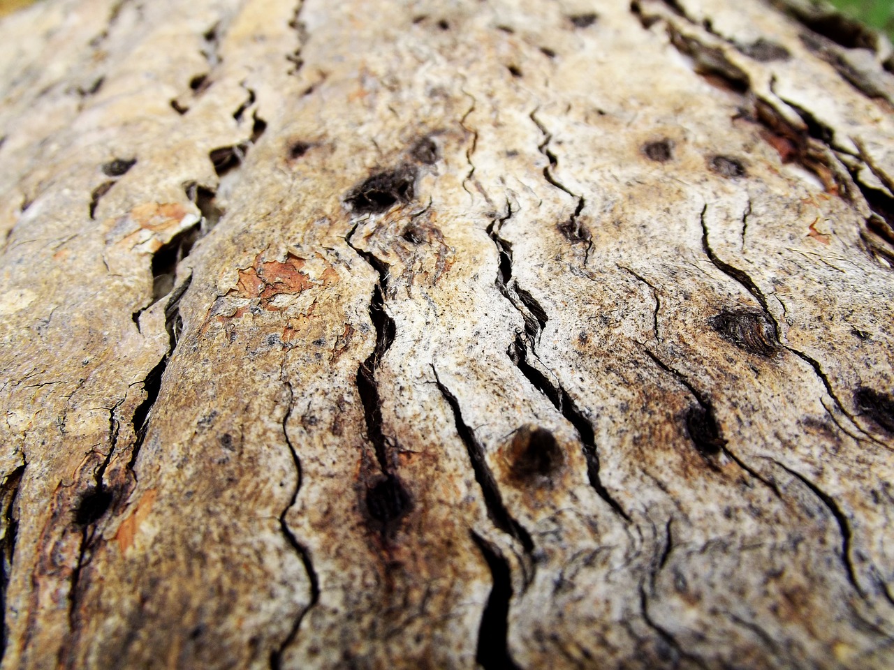 wood bark tree free photo