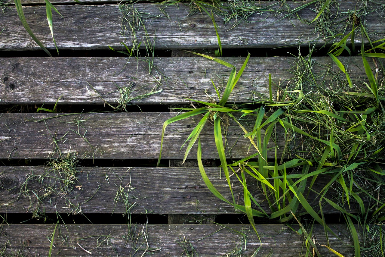 wood background structure free photo