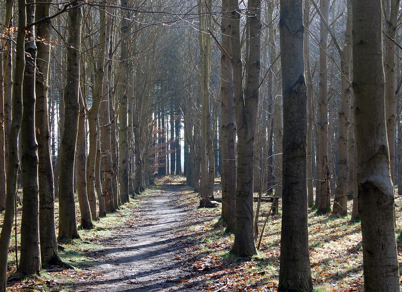 wood outdoor nature free photo