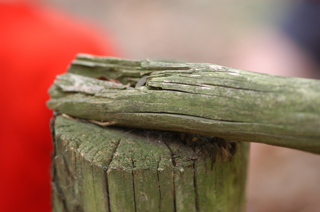 wood forest log free photo