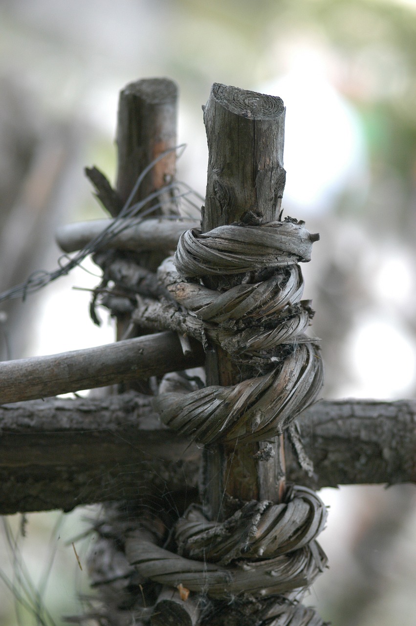 wood forest log free photo