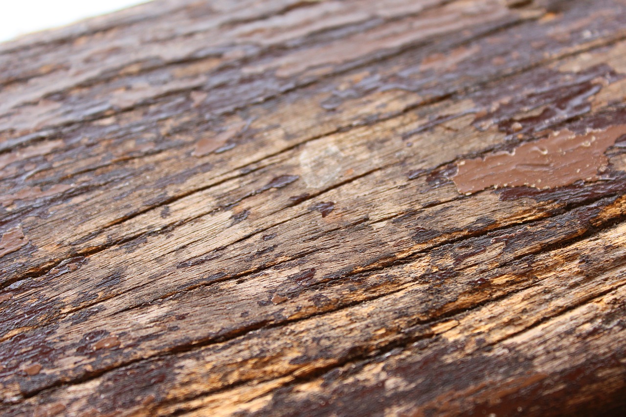 wood texture decay free photo